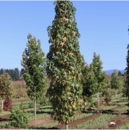 Slender Silhouette Sweetgum 15G