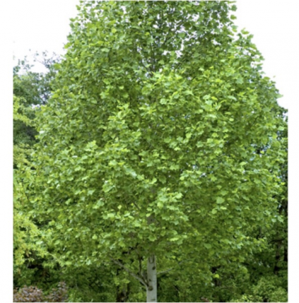 Tulip Tree 6-7G