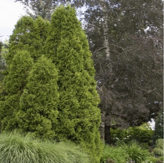 Degroot's Spire Arborvitae 7'