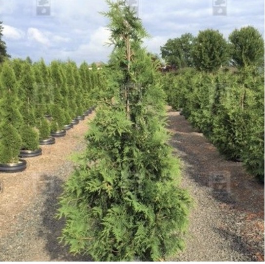Green Giant Arborvitae 8"