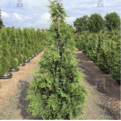 Green Giant Arborvitae 8"