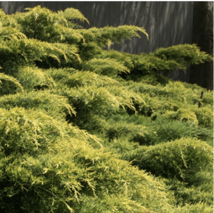 Gold Lace Juniper 3-5G
