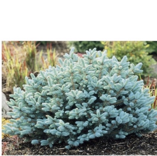 Blue Globe Dwarf Spruce 18"