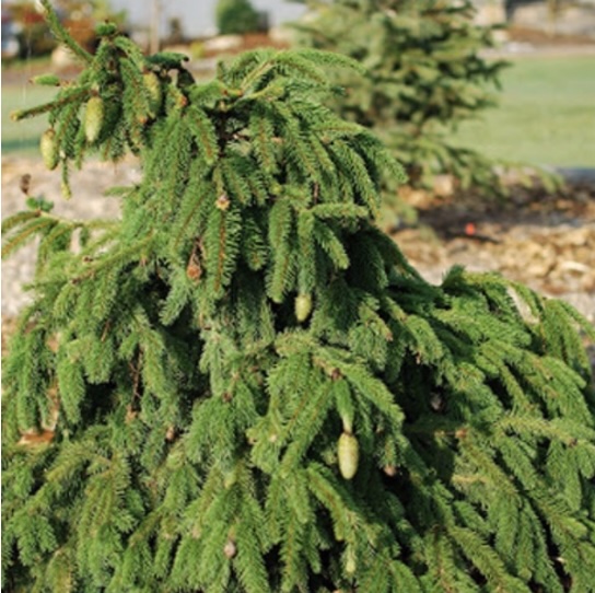 Norway Acrocona Spruce 10G