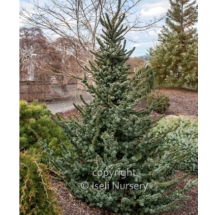 De Ruyter Serbian Spruce 6-7G