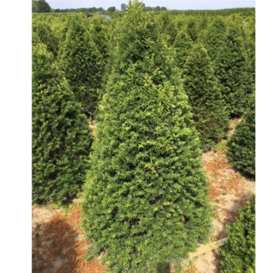 Capitata Yew 3'