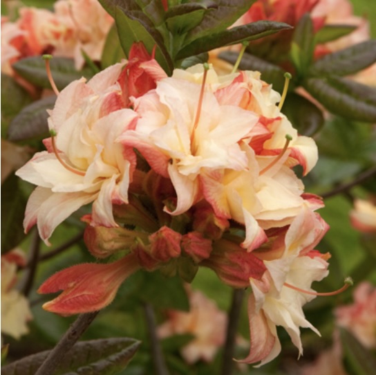 Cannon's Double Azalea 3-5G