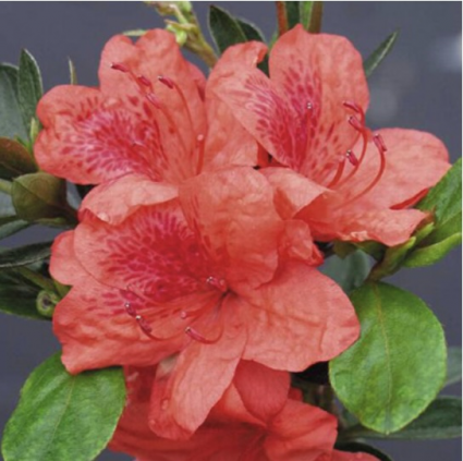 'Girard's Fashion' Azalea&nbsp;&nbsp;5G