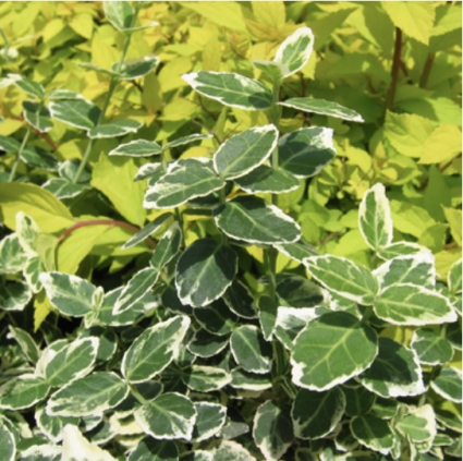 Emerald Gaiety Euonymus 3-5G