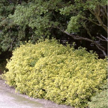 Golden Euonymus 3-5G
