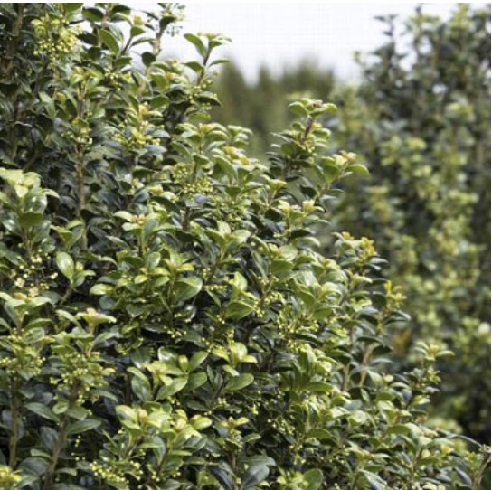 Steeds Upright Japanese Holly 10G