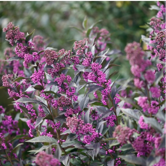 Pearl Glam&reg; Beautyberry 2G