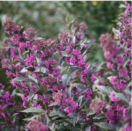 Pearl Glam&reg; Beautyberry 2G