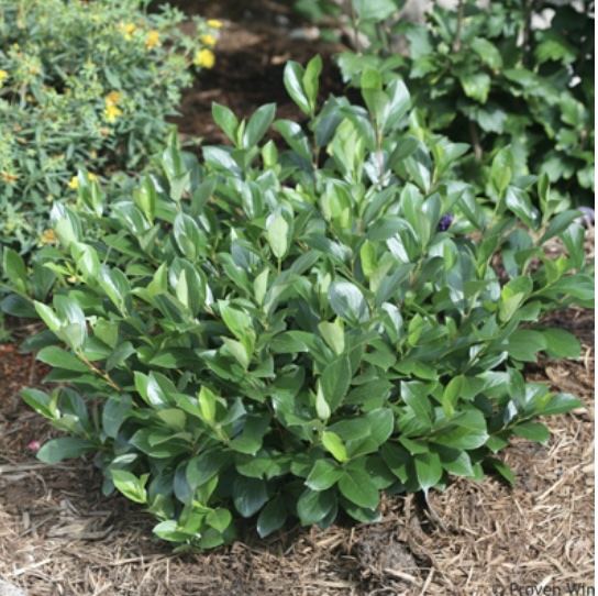 Low Scape Mound Chokeberry 2G