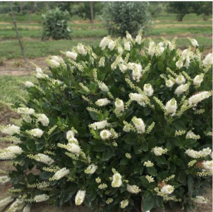 Sugartina Crystalina Clethra 5G