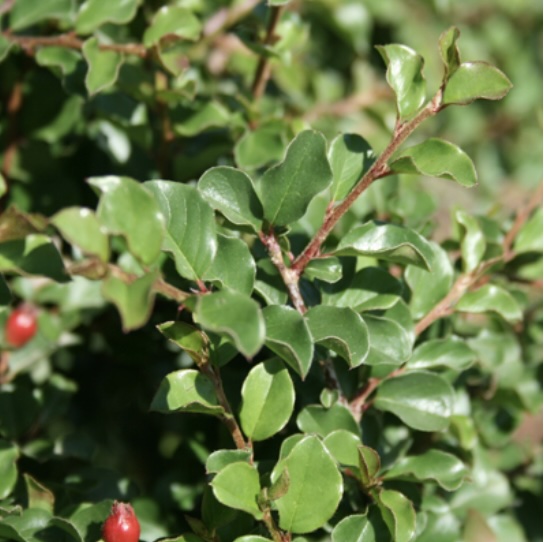 Cranberry Cotoneaster 3-5G