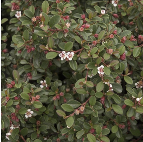 Streibs Findl Cotoneaster 2G