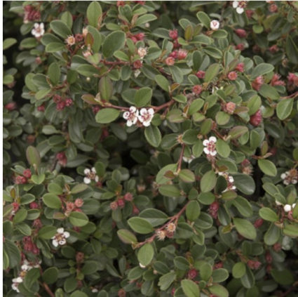 Streibs Findl Cotoneaster 2G