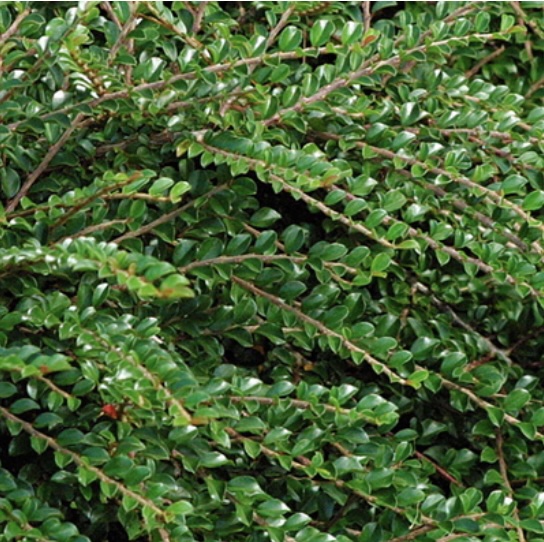 Tom Thumb Cotoneaster 3-5G