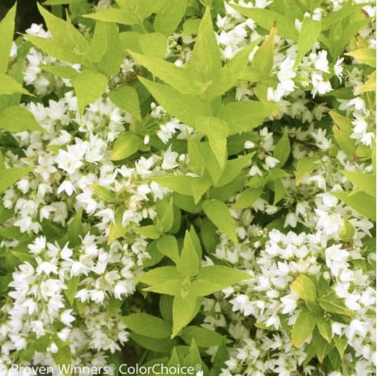Chardonnay Pearls&reg; Deutzia 2G
