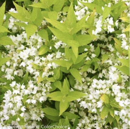 Chardonnay Pearls&reg; Deutzia 2G