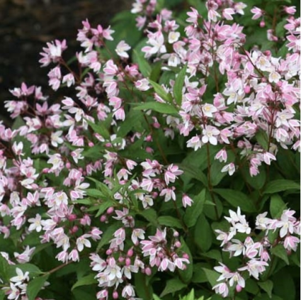 Yuki Cherry Blossom&reg; Deutzia 2G