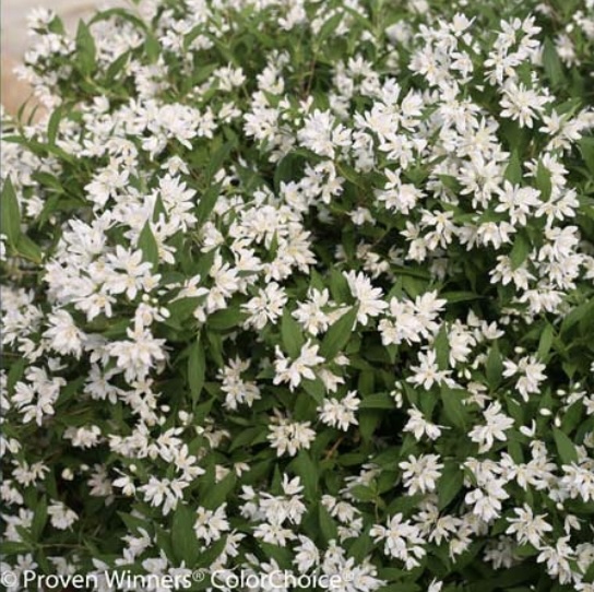 Yuki Snowflake Deutzia 2G