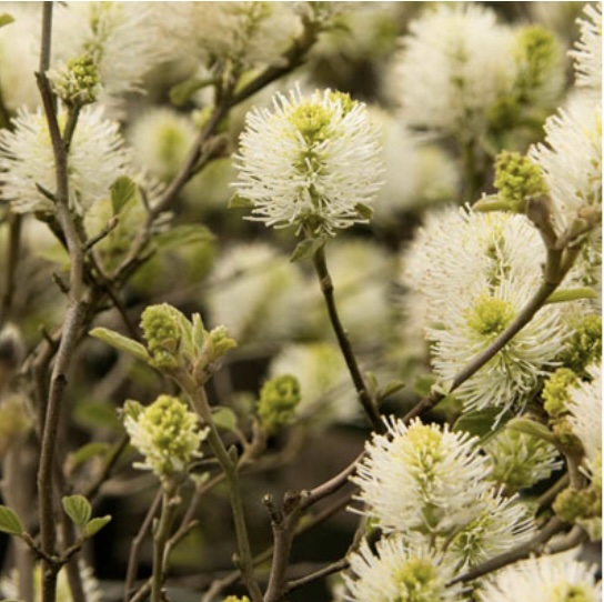 Dwarf Fothergilla 3-5G