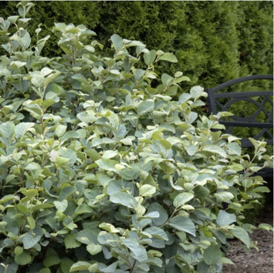 Blue Shadow Fothergilla 3-5G