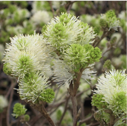 Mount Airy Fothergilla&nbsp;&nbsp;3-5G