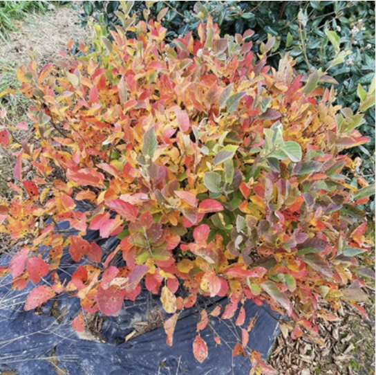 Legend of the Small&reg; Fothergilla 3-5G