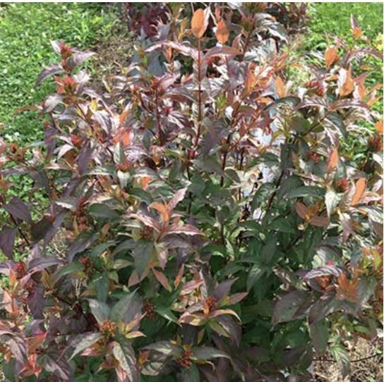 Kodiak&reg; Red Honeysuckle 3-5G