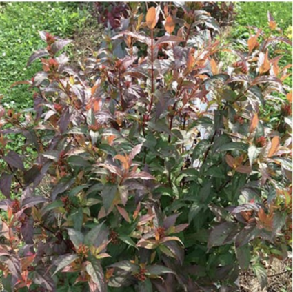 Kodiak&reg; Red Honeysuckle 3-5G