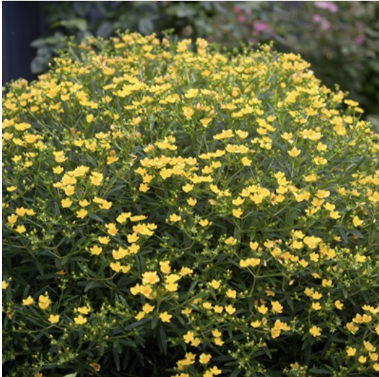 Sunny Boulevard&reg; Hypericum 2G