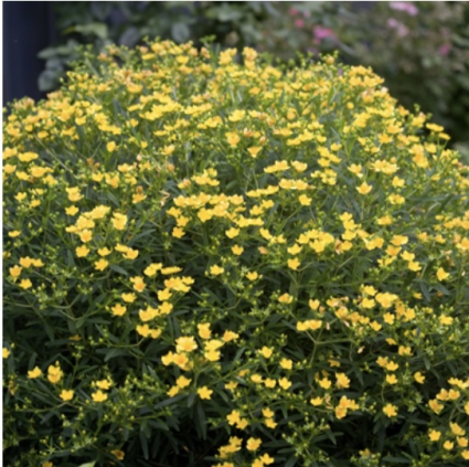 Sunny Boulevard&reg; Hypericum 2G