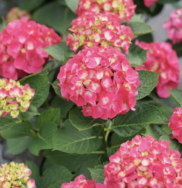 Wee Bit Giddy&reg; Bigleaf Hydrangea 2G