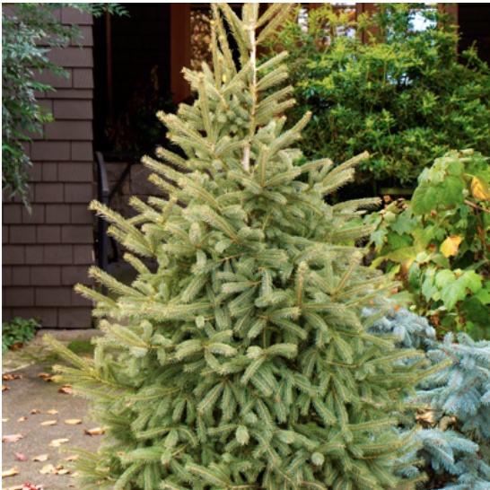 Black Hills Spruce 7'