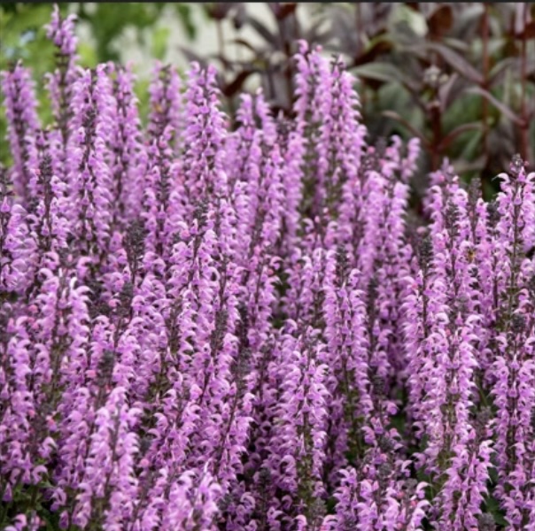 Back to the Fuchsia Salvia 1G