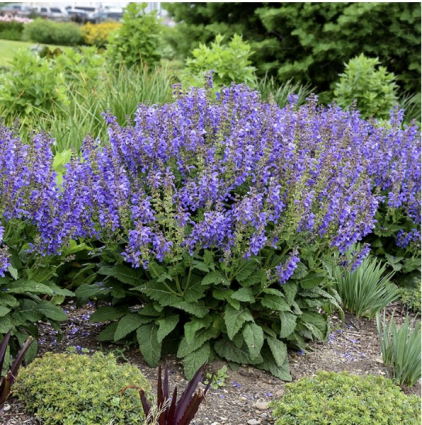 Big Sky Salvia 2G