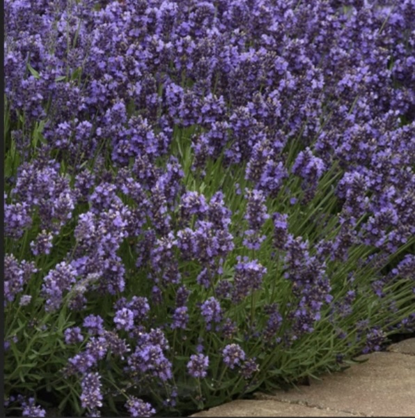 Super Blue English Lavender 8"