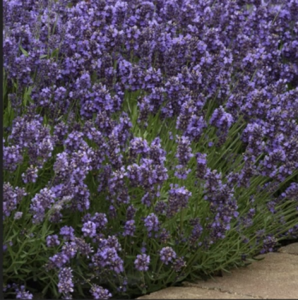 Super Blue English Lavender 8"