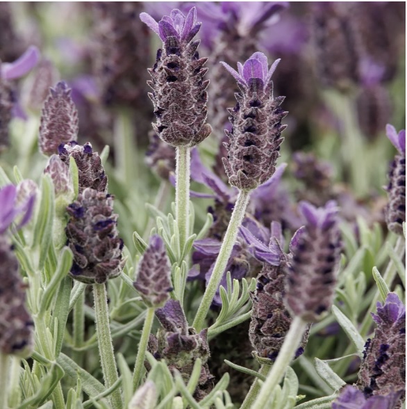 Anouk Dark Purple Lavender 3G