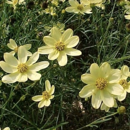 Moonbeam Coreopsis 6"