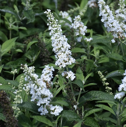 Vanilla Treat Butterfly Bush 5G