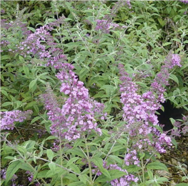 Pink Delight Butterfly Bush 3-5G