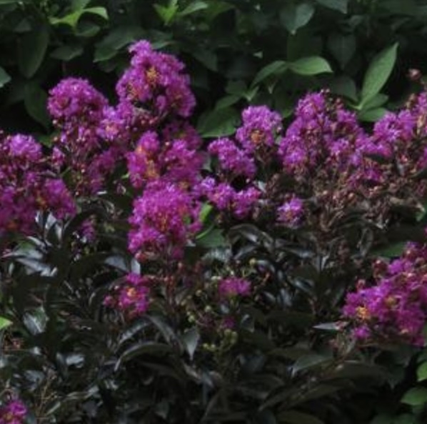 Enduring Lavender Crape Myrtle 3-5G