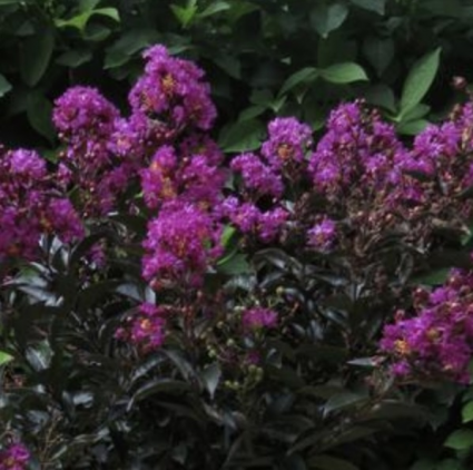 Enduring Lavender Crape Myrtle 3-5G