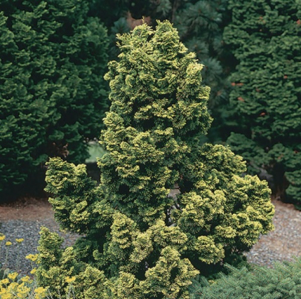 Nana Lutea Falsecypress 3-5G