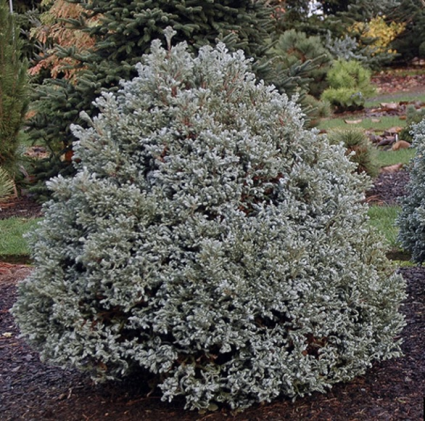 Curly Tops Falsecypress 6-7G