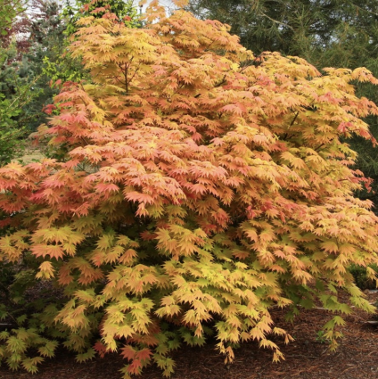 Autumn Moon Japanese Maple 1G